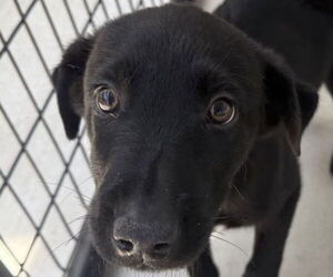 Labrador Retriever-Unknown Mix Dogs for adoption in Pottstown, PA, USA