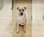 Small #2 Golden Labrador