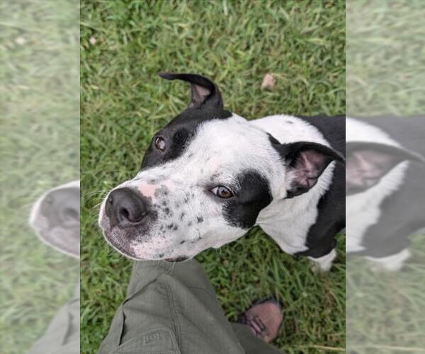 Medium Photo #2 American Pit Bull Terrier-Unknown Mix Puppy For Sale in Derwood, MD, USA