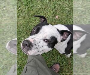 CHICO - Male American Pit Bull Terrier-Unknown Mix Dog for Adoption - Photo #2