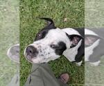 Small Photo #2 American Pit Bull Terrier-Unknown Mix Puppy For Sale in Derwood, MD, USA