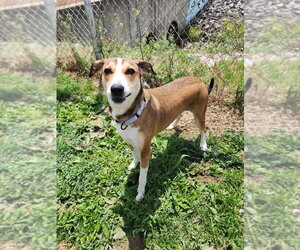 Nugget - Female Mutt Dog for Adoption - Photo #6
