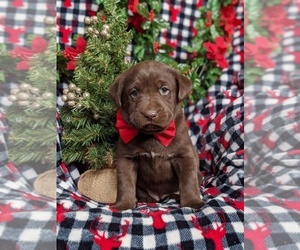 Labrador Retriever Puppy for sale in GLEN ROCK, PA, USA