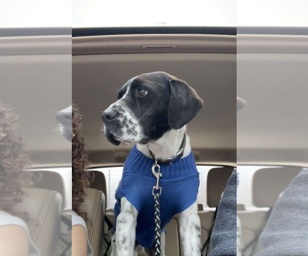 Medium Photo #2 Pointer-Unknown Mix Puppy For Sale in Evansville, IN, USA