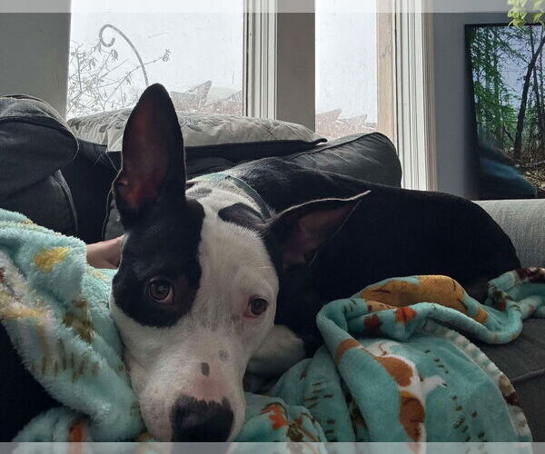 Medium Photo #4 American Pit Bull Terrier-Unknown Mix Puppy For Sale in Germantown, OH, USA