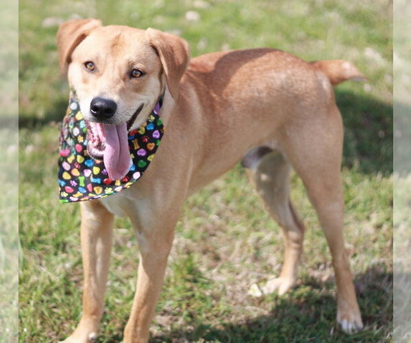 Medium Photo #4 Mountain Cur-Unknown Mix Puppy For Sale in Cookeville, TN, USA
