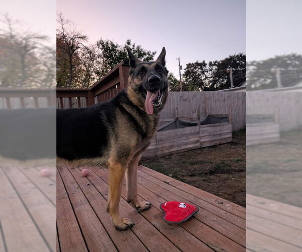 Medium Photo #3 German Shepherd Dog Puppy For Sale in Minneapolis, MN, USA