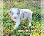 Puppy Tan Collar Border Collie