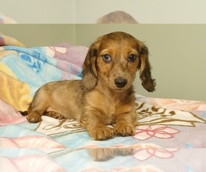 Dachshund Puppy for sale in BURLINGTON, MA, USA