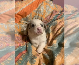 Pembroke Welsh Corgi Puppy for Sale in SHERMAN, Texas USA