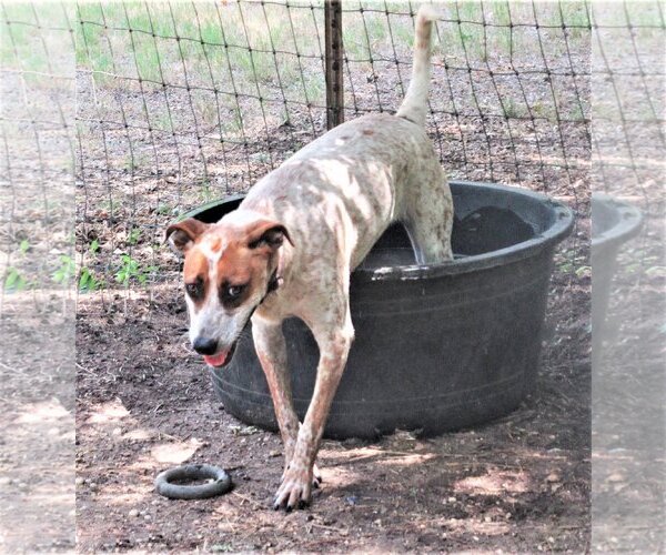 Medium Photo #4 Catahoula Leopard Dog-Unknown Mix Puppy For Sale in Godley, TX, USA