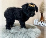 Small #4 YorkiePoo