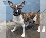 Small #3 Bull Terrier