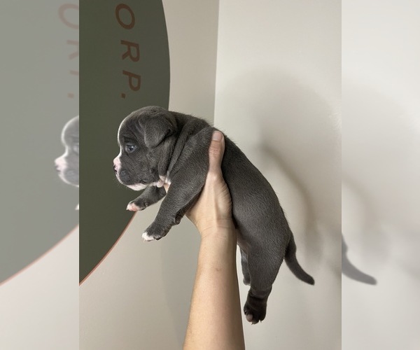 Medium Photo #13 American Bully Puppy For Sale in BEDFORD, MA, USA