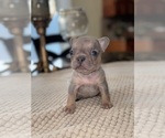 Puppy Batman French Bulldog