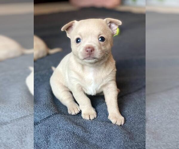 Medium Photo #2 Chihuahua Puppy For Sale in IRVINE, CA, USA