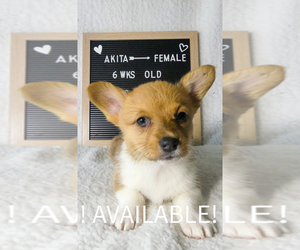 Pembroke Welsh Corgi Puppy for sale in FAIRBANK, IA, USA