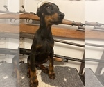 Small Photo #4 Doberman Pinscher Puppy For Sale in SAMSON, AL, USA