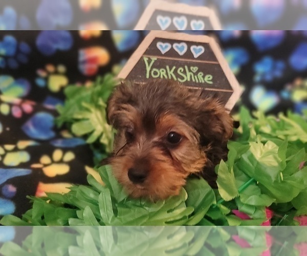 Medium Photo #10 Yorkshire Terrier Puppy For Sale in AKRON, OH, USA