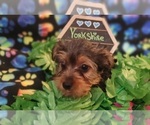 Small Photo #10 Yorkshire Terrier Puppy For Sale in AKRON, OH, USA
