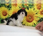 Bubbles - Female Goldendoodle (Miniature) Puppy for Sale - Photo #22