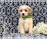 Small Photo #4 Aussiedoodle Puppy For Sale in LAKELAND, FL, USA