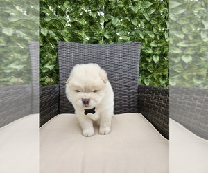 Chow Chow Puppy for sale in DALLAS, TX, USA