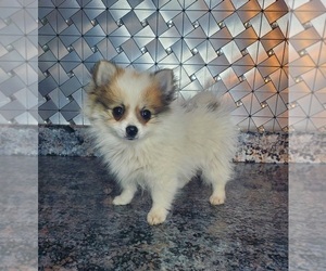 Pomeranian Puppy for sale in GOSHEN, IN, USA