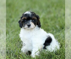 Golden Retriever-ShihPoo Mix Puppy for sale in STRASBURG, PA, USA