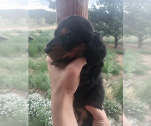 Dachshund Puppy for sale in SANTA FE, NM, USA