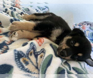 Australian Shepherd-Huskies Mix Dogs for adoption in Chinook, MT, USA