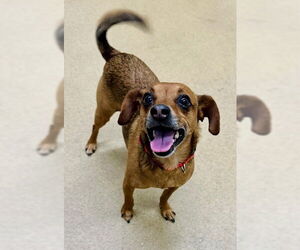 Chihuahua-Unknown Mix Dogs for adoption in Derwood, MD, USA