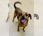 Small Chihuahua Mix