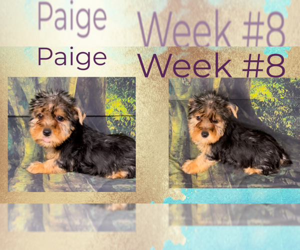 Medium Photo #4 Yorkshire Terrier Puppy For Sale in AZLE, TX, USA
