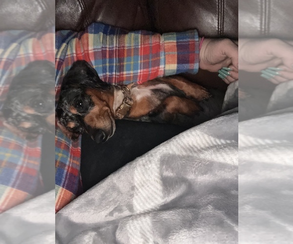 Full screen Photo #1 Dachshund Puppy For Sale in BASSETT, VA, USA