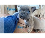 Small Photo #7 French Bulldog Puppy For Sale in OSHKOSH, WI, USA