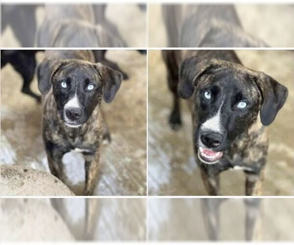 Medium Photo #1 Siberian Husky-Unknown Mix Puppy For Sale in Springdale, PA, USA