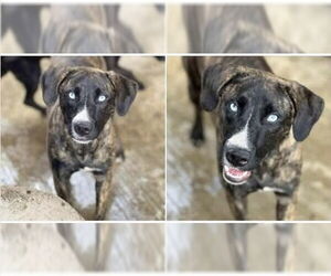 Siberian Husky-Unknown Mix Dogs for adoption in Springdale, PA, USA