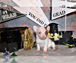 Chihuahua Litter for sale in CHARLESTON, AR, USA