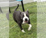 Small #3 American Pit Bull Terrier Mix