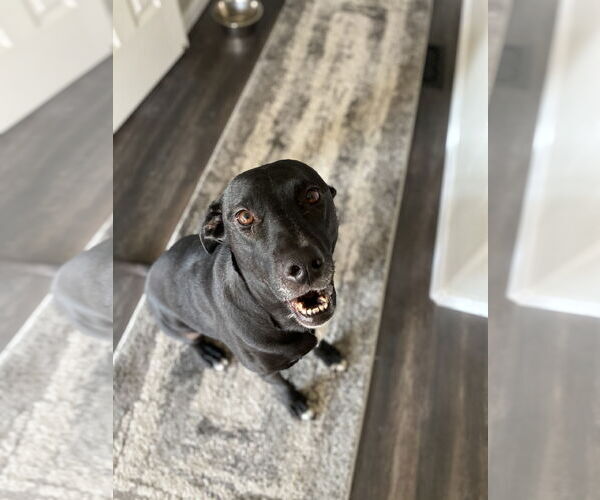 Medium Photo #3 Labrador Retriever-Unknown Mix Puppy For Sale in Fort Collins, CO, USA