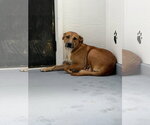 Small #4 Labrador Retriever Mix
