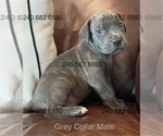 Puppy Gray Collar M Cane Corso