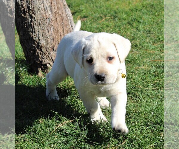 Medium Photo #4 Labrador Retriever Puppy For Sale in LEOLA, PA, USA