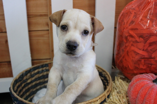 Medium Photo #1 Ba-Shar Puppy For Sale in MURRIETA, CA, USA