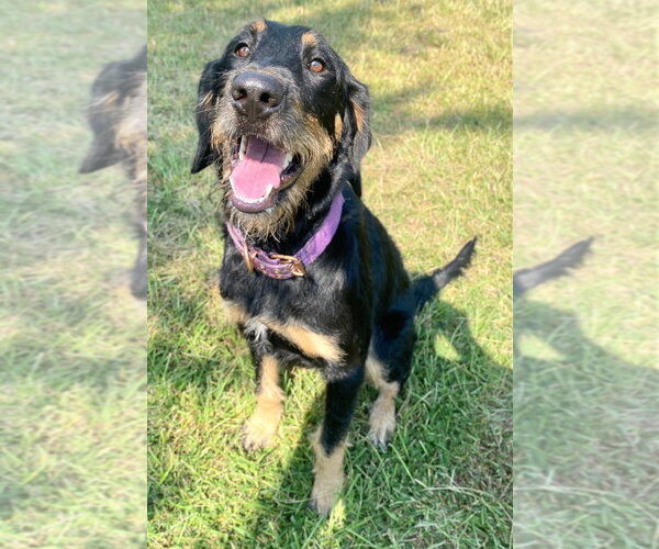 Medium Photo #1 Euro Mountain Sheparnese Puppy For Sale in Bryant, AR, USA