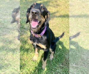 Euro Mountain Sheparnese Dogs for adoption in Bryant, AR, USA