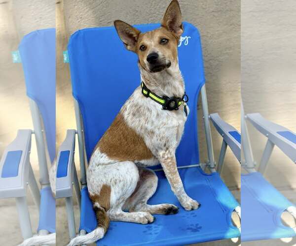 Medium Photo #3 Mutt Puppy For Sale in Paso Robles, CA, USA