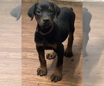 Puppy Purple collar Doberman Pinscher