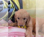 Small #2 English Cream Golden Retriever